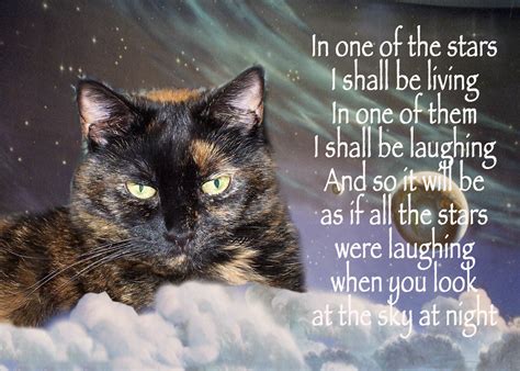 Cat Grieving Quotes. QuotesGram