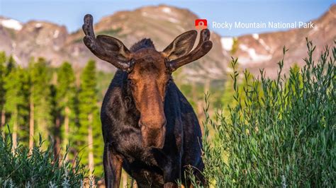 Wildlife in Rocky Mountain National Park- - YouTube