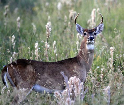 Watch out for 'zombie deer disease' ahead of season