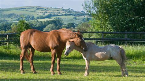 Why do horses sleep standing up?