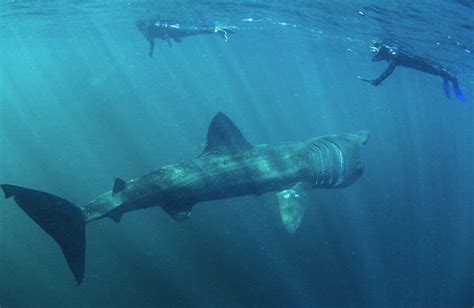 Largest Basking Shark Ever Caught