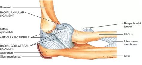 Elbow Anatomy Olecranon Bursa