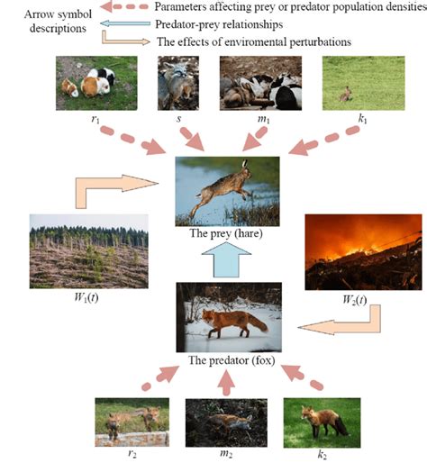 The predator-prey relationship (taking foxes and hares as examples).... | Download Scientific ...