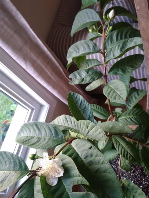 Seed-grown guava flowering ... in Canada! : gardening