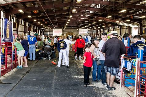 County Fair Jr. Livestock Auction Winners | The Fillmore Gazette