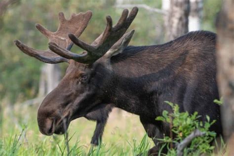 Elk vs Moose, Differences, How to Tell, a Quick Guide