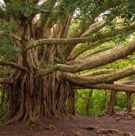 Banyan Tree ficus Benghalensis Seeds - Etsy