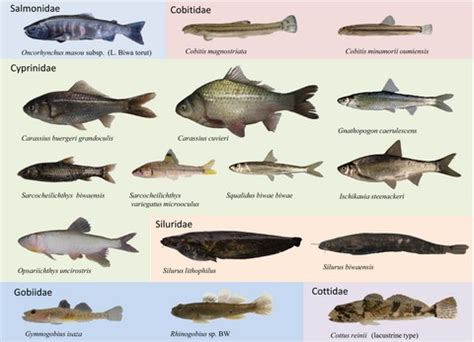 Phylogeny and historical demography of endemic fishes in Lake Biwa: the ancient lake as a ...