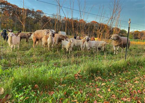 Goat fencing requirements and options - Grazing with Leslie