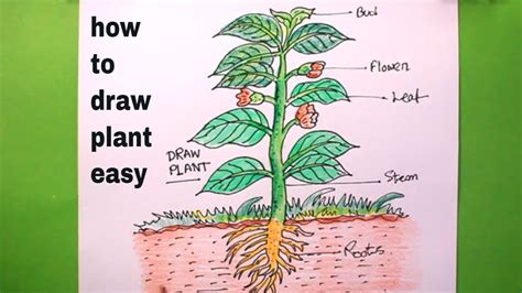 How TO Draw a plant step by step(very easy)/let's draw the plarts of a ...