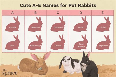 Pet Rabbit Names That Start With 'A' Through 'E'