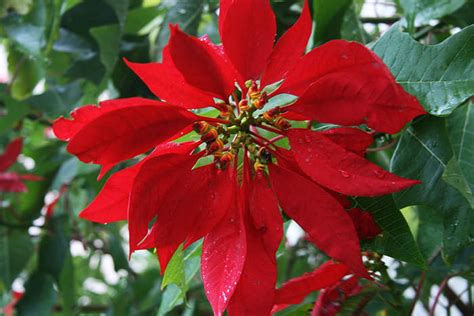 Story in Spanish About the Poinsettia