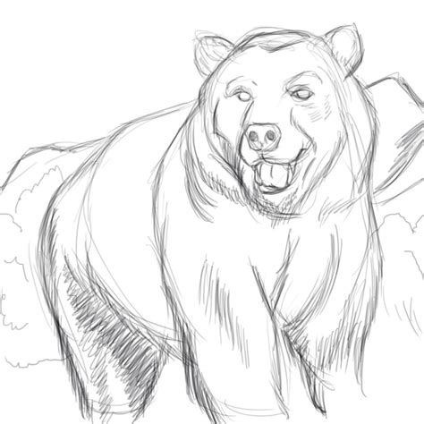 Bear Sketch by CookX5453 on DeviantArt