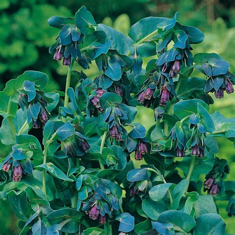 Cerinthe major Purpurascens flower seeds from Woolmans