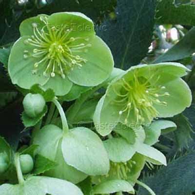 Helleborus argutifolius 15 seeds CORSICAN HELLEBORE Green Flowers AGM RARE Shade SALE