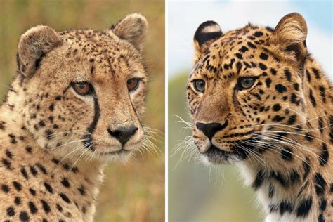 Cheetah Vs Leopard – Animal Names