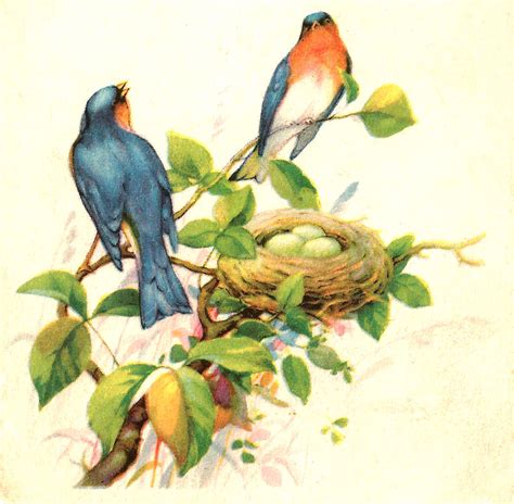 Antique Images: Free Bird Clip Art: 2 Birds in a Tree with Nest and Eggs