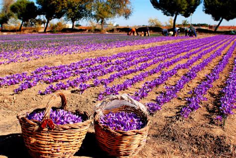 Live All Process Of Saffron Production In La Mancha, Spain. | Ven A Mi Casa