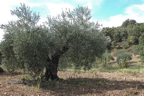 72 Different Olive Tree Varieties - ProGardenTips