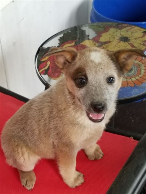 Australian Red Heeler Puppies For Sale | Peyton, CO #241458