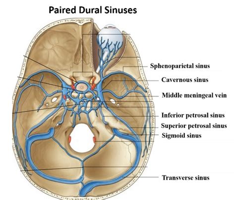 Dural Venous Sinuses – Anatomy QA