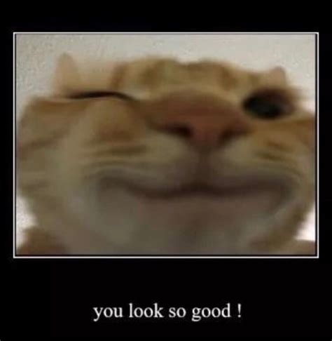 You look so good | Staring Cat / Gusic | Know Your Meme