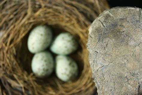 Some dinosaur eggs were blue, brown or speckled | CBC News