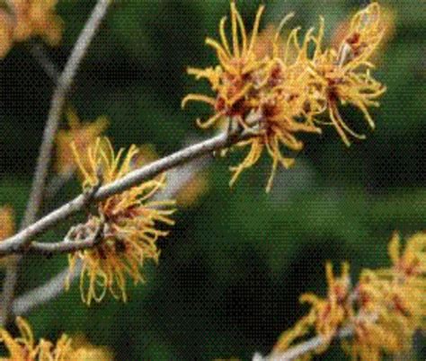 Hamamelis_Mollis – The Garden at Elk Rock