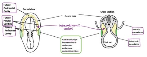 Embryology - Body Cavity Development Flashcards | Quizlet