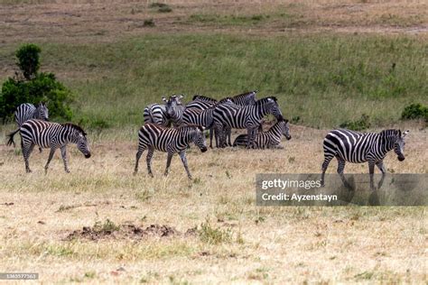 Plains Zebra Herd At Wild High-Res Stock Photo - Getty Images