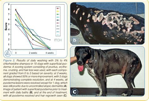 31 Can Dogs Get Mrsa From A Human – Home