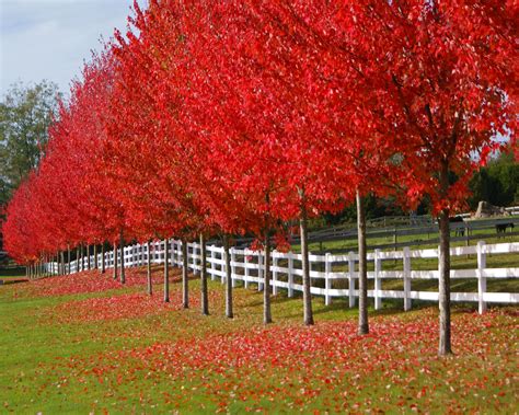 Pin by Barry Wingard on Red | Autumn blaze maple, Trees to plant ...