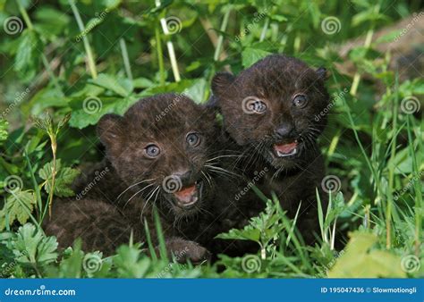 Black Panther, Panthera Pardus, Cub Standing in Long Grass Stock Photo ...