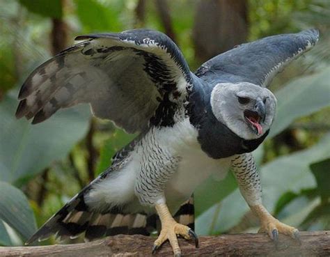 Harpy Eagle Facts | Top 10 Facts about American Harpy Eagles | Harpy eagle, Eagle facts, Animals