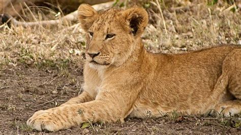 Lion cubs - All the important facts you should know