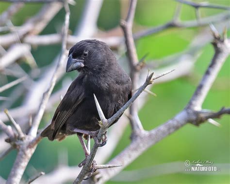 Large Ground-Finch Photos, Large Ground-Finch Images, Nature Wildlife ...