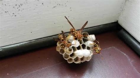 Wasp Larva hatching and adult wasp on nest closeup - YouTube