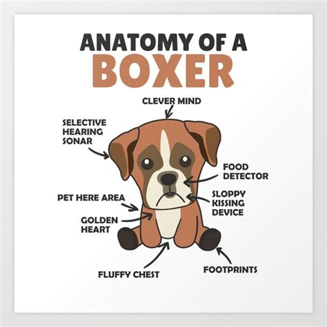 Anatomy Of A Boxer Sweet Dog Puppy Art Print by Dalukey | Society6