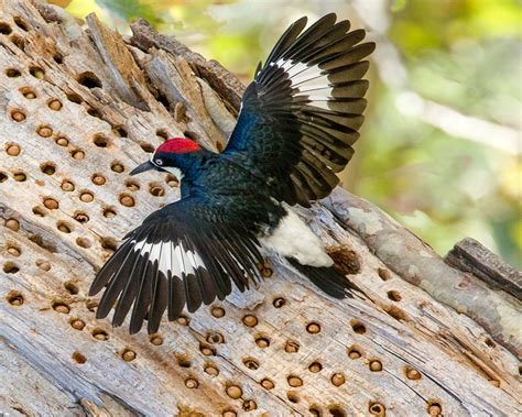 Acorn Woodpecker | Audubon Field Guide