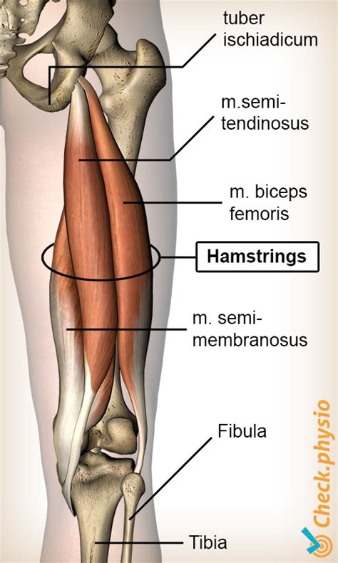 Hamstring injury | Physio Check