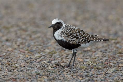 Black-bellied Plover | Audubon Field Guide