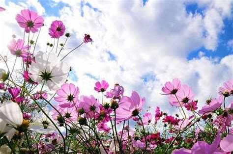 Montaje fotográfico mi cielo con flores rosadas y blancas