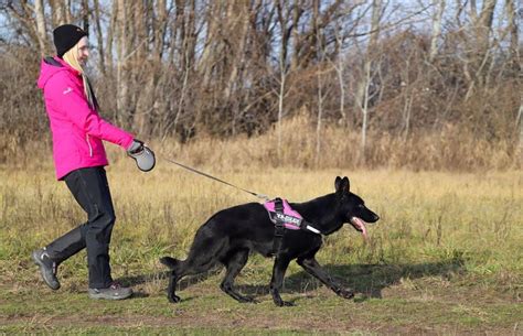 4 Best Dog Poop Training Sprays [2024 Reviews]: Potty Training Aids!