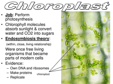 PPT - Contain digestive enzymes Found: Animal cells Jobs: 1) Autolysis: Destroy dying cell ...