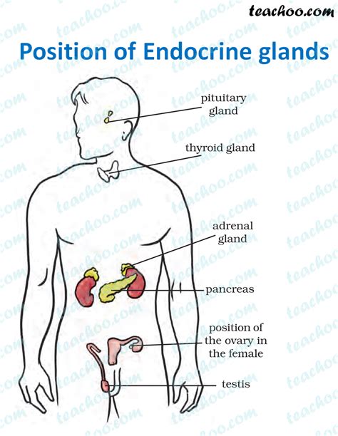 Hormones - What are they, which gland secretes them - Teachoo