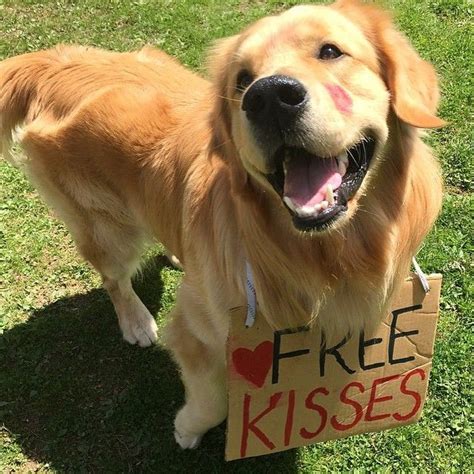 @beautifulgoldens - Free Kisses anyone?? Photo by... - Pikore | โกลเด้น ...