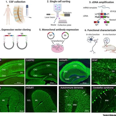 Overview of brain-directed autoantibodies a | Download Scientific Diagram