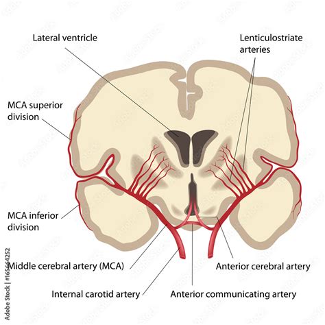 Middle cerebral artery and branches Stock Illustration | Adobe Stock