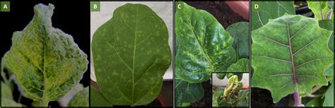 A New Tymovirus Isolated From Solanum quitoense: Characterization and Prevalence in Two ...