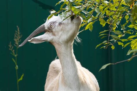 The Best Plants for Goats and a Few to Avoid